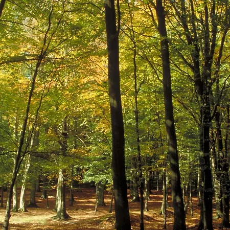 Aigle Noir - Mgallery Collection Fontainebleau