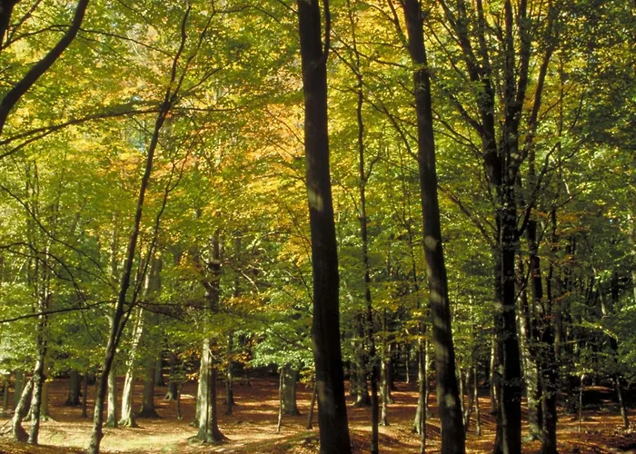 Aigle Noir - Mgallery Collection フォンテーヌブロー